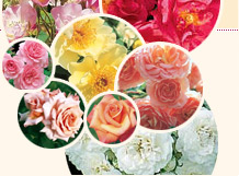 Rosen mit guter Blattgesundheit