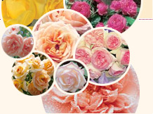 Romantica&reg; Rosen