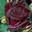 Black Baccara&reg;
