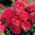Heidetraum&reg;