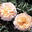 Sangerh&auml;user Jubil&auml;umsrose&reg;