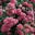 Rosarium Uetersen&reg;