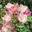 Apple Blossom