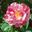 Rosa gallica Versicolor