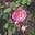 Rosa sweginzowii Macrocarpa