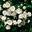 White Flight