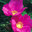 Rosa rugosa