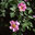 Rosa canina