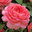 Jubilee Celebration&reg;