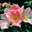 PIRO 3 (Pillnitzer Vitaminrose)