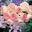 Eden Rose&reg;85