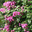 Perennial Blue&reg;