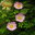 Kastanienrose