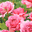 Princess Alexandra of Kent&reg;