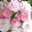 Guirlande Rose&reg;