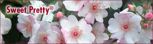 Sweet Pretty&reg;