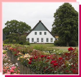 Rosenversand24